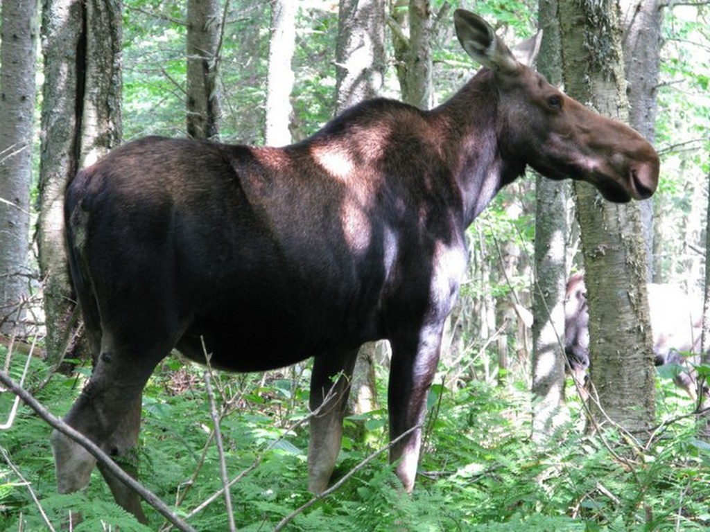 Photo de couverture - Chasse à l’orignal au Québec 